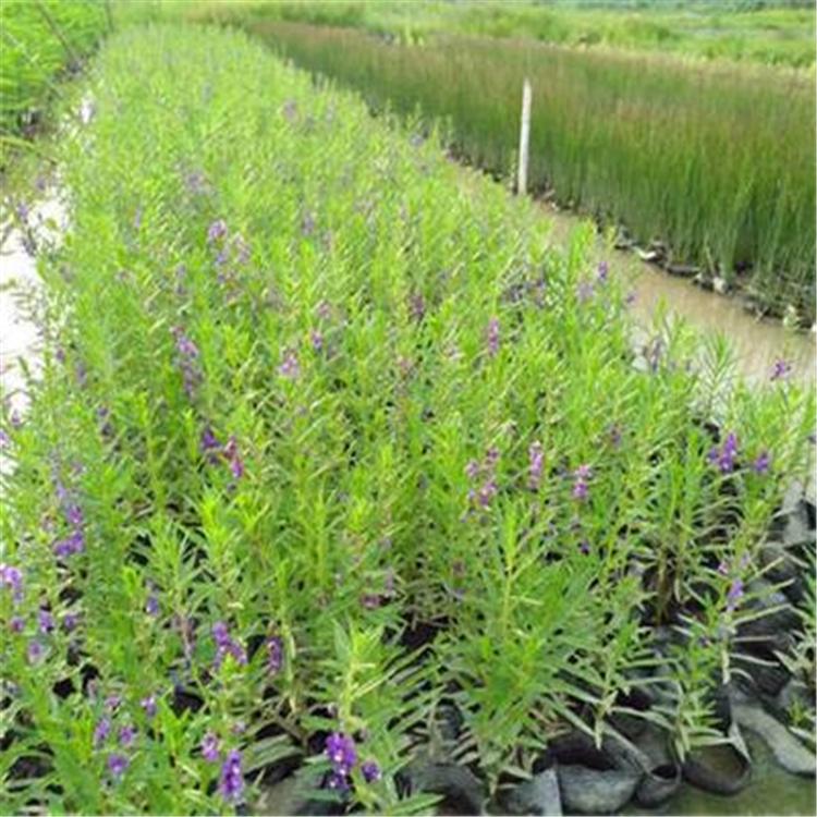 千屈菜 千屈菜小苗种植基地 顺景源 千屈菜价格
