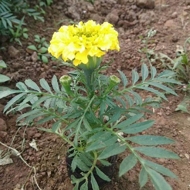 青州盛航10万万寿菊待售 草花万寿菊价格