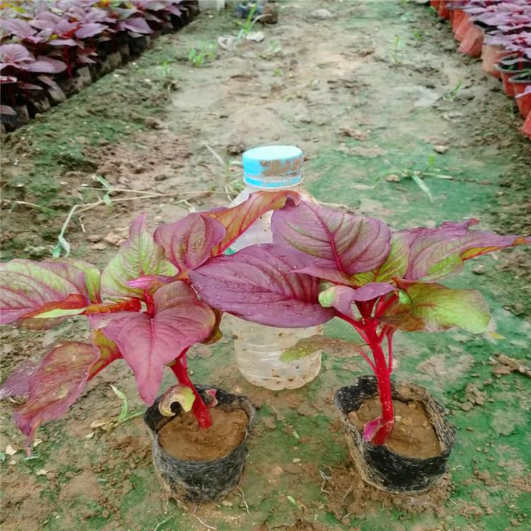 红叶鸡冠花  青州红叶鸡冠花种植基地 华硕花卉 红叶鸡冠花批发报价