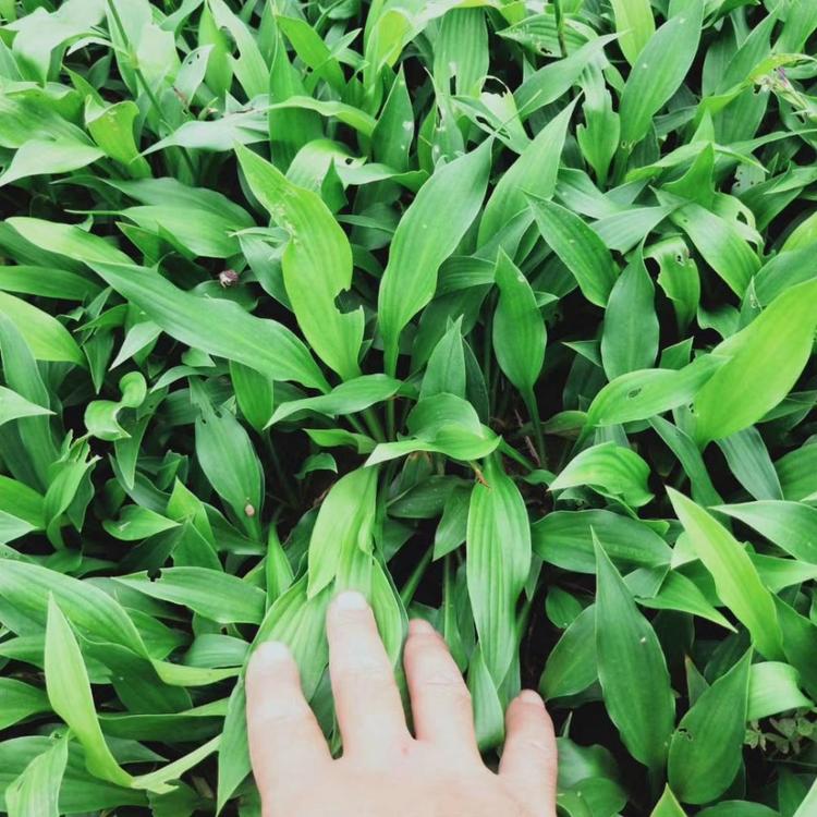 紫玉簪 山东紫玉簪大量有货 玉簪花实体批发供应
