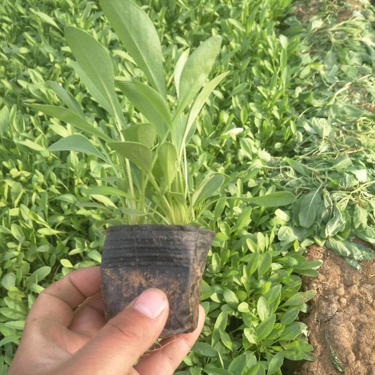 金鸡菊小苗 山东金鸡菊批发商 供应金鸡菊基地