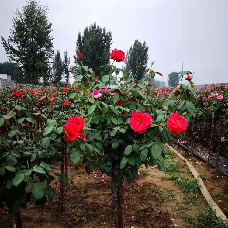 江苏大花月季批发商 多花色大花月季小苗 基地优惠直发