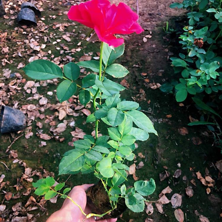 花坛绿化用月季苗 红帽月季 诺森花卉基地供应红帽月季
