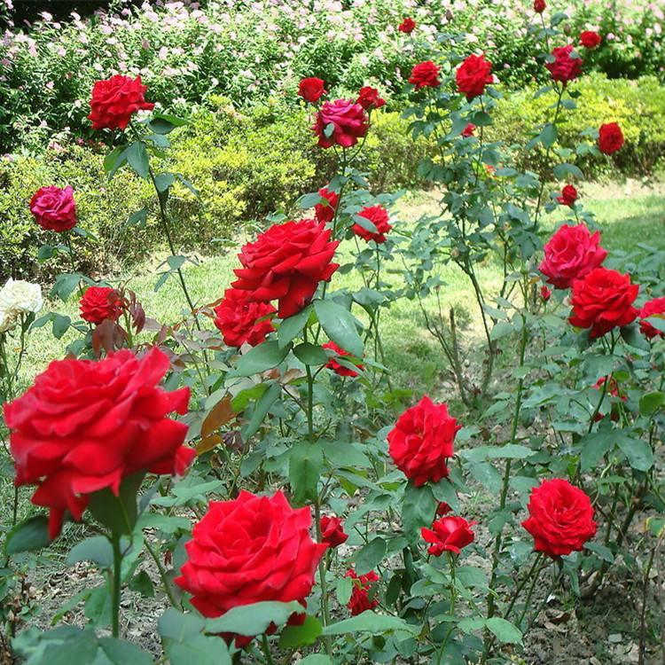 【诺森花卉】四季玫瑰批发 四季玫瑰供应 四季玫瑰销售