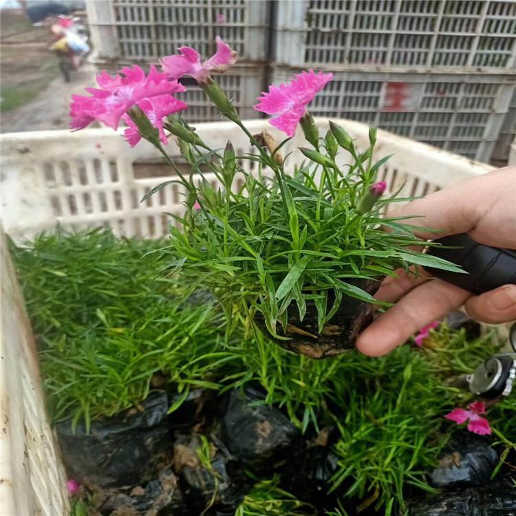 宿根欧石竹种植基地  欧石竹批发  欧石竹小苗报价