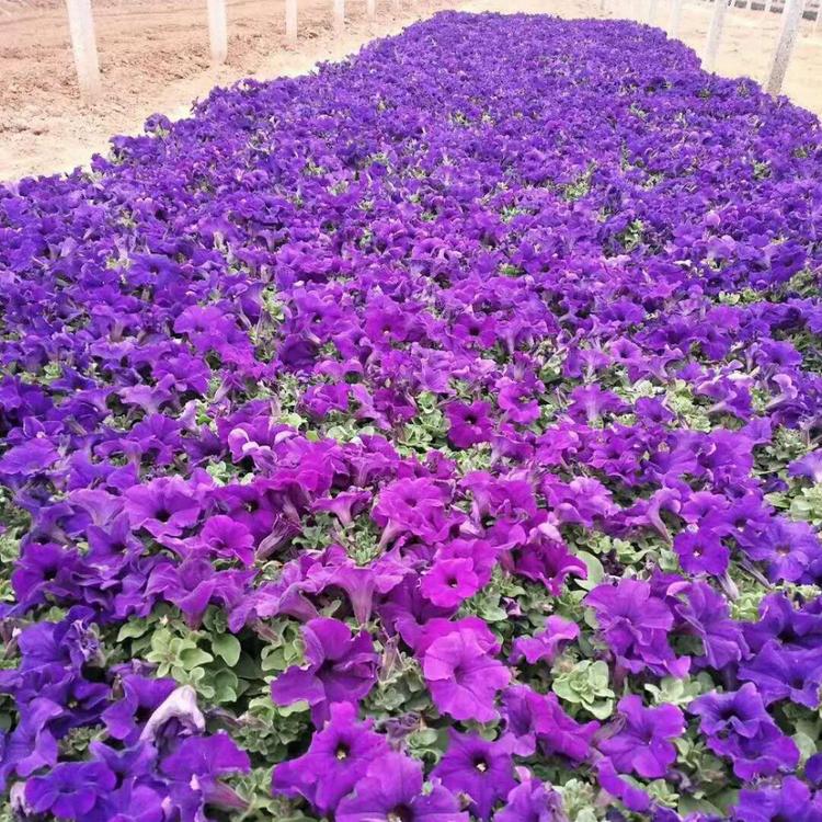 牵牛花批发商 牵牛花种植基地 大量供应