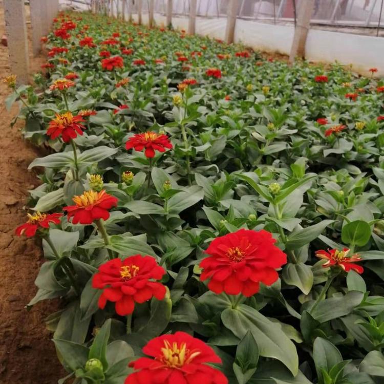 山东鑫朵花卉百日菊报价【欢迎致电】