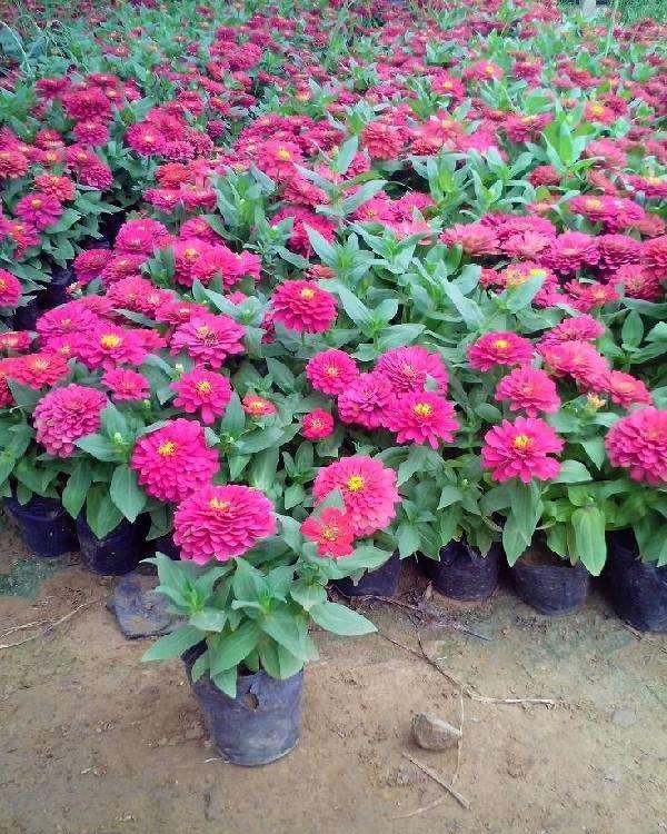 山东鑫朵花卉百日草苗圃基地【量大从优】