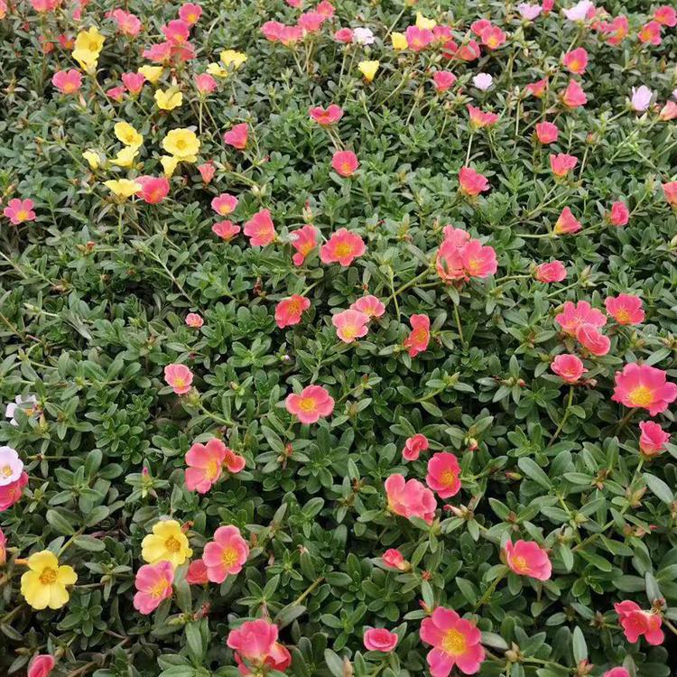 基地直销太阳花种苗 小红盆太阳花 太阳花种植基地