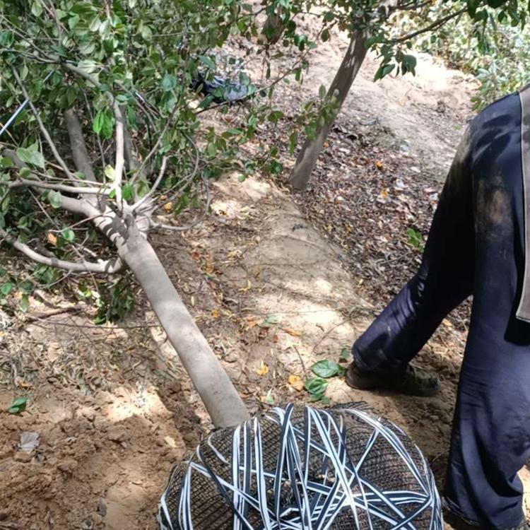 山东红宝石海棠批发  红宝石海棠基地 欢迎询价