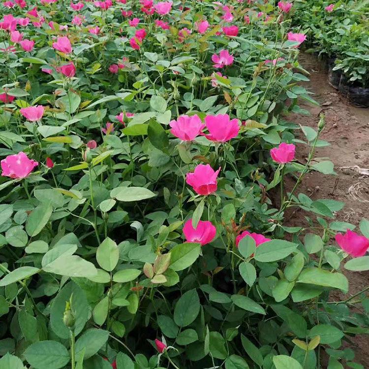 丰花月季基地 丰花月季价格 价格低质量好