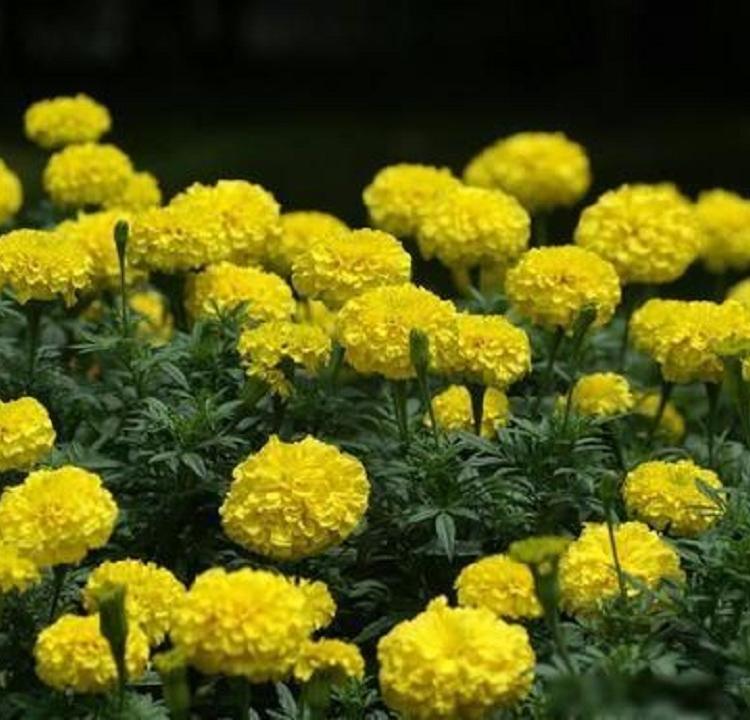 万寿菊批发基地 万寿菊供应 量大从优