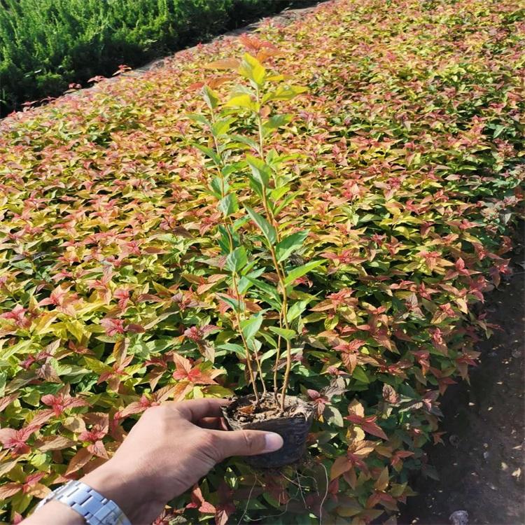 山东金焰绣线菊种植基地 金焰绣线菊种植方法 江瑞园艺