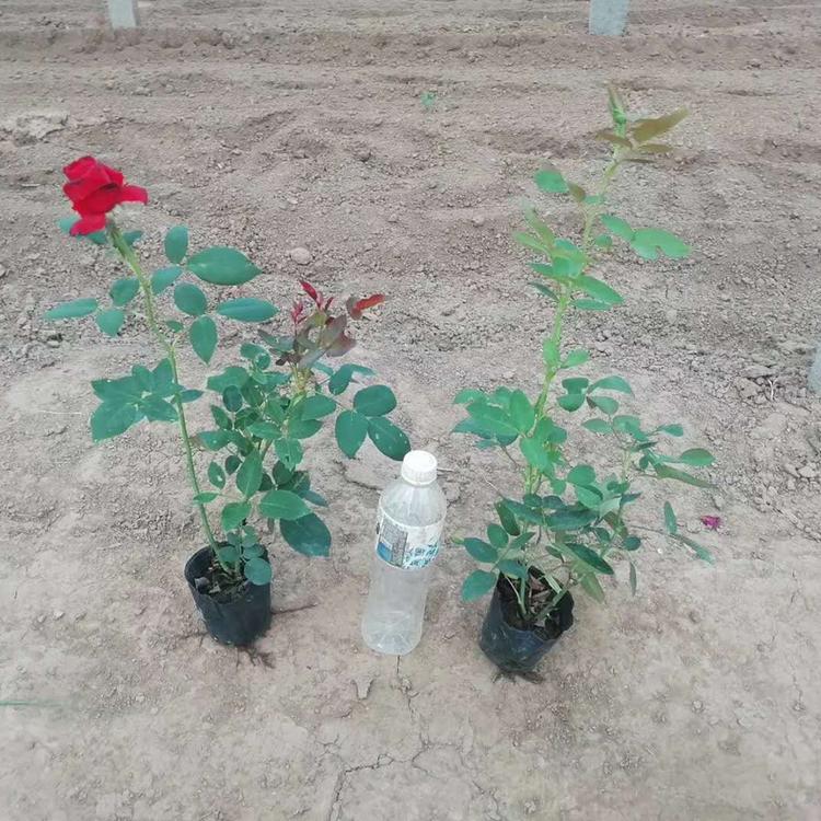 大花月季潍坊种植基地 梓熙大花月季报价