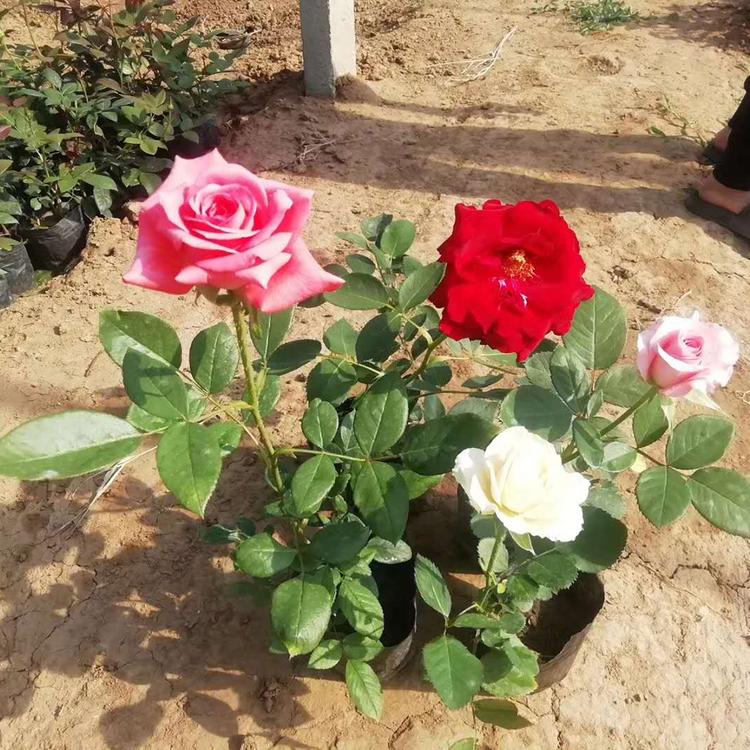 大量供应 大花月季  大户月季批发 价格从优