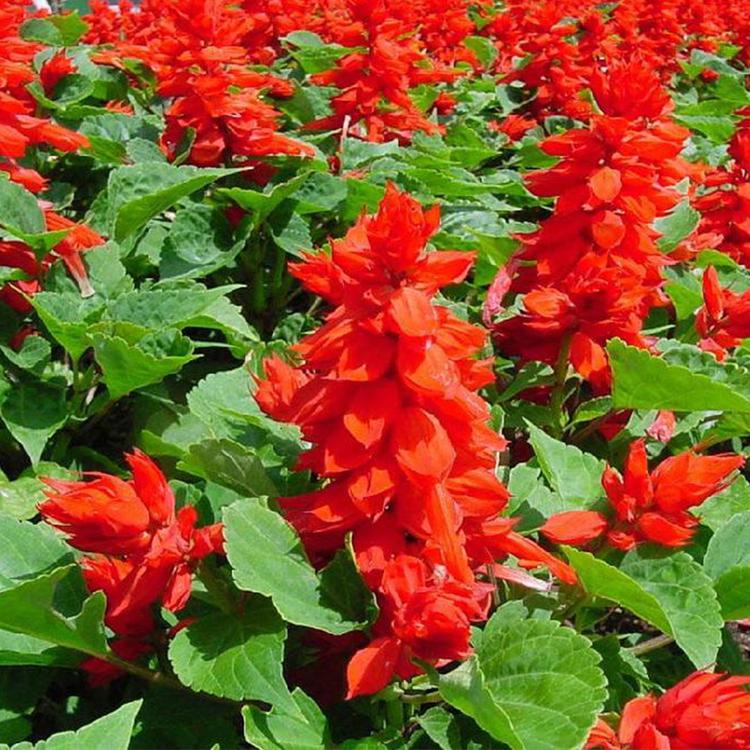 梓熙花卉 一串红批发      山东一串红出售 一串红培育基地