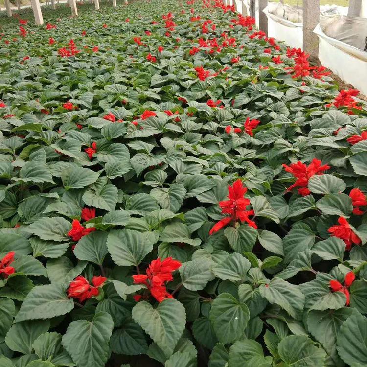山东梓熙花卉 一串红供应商 欢迎询价