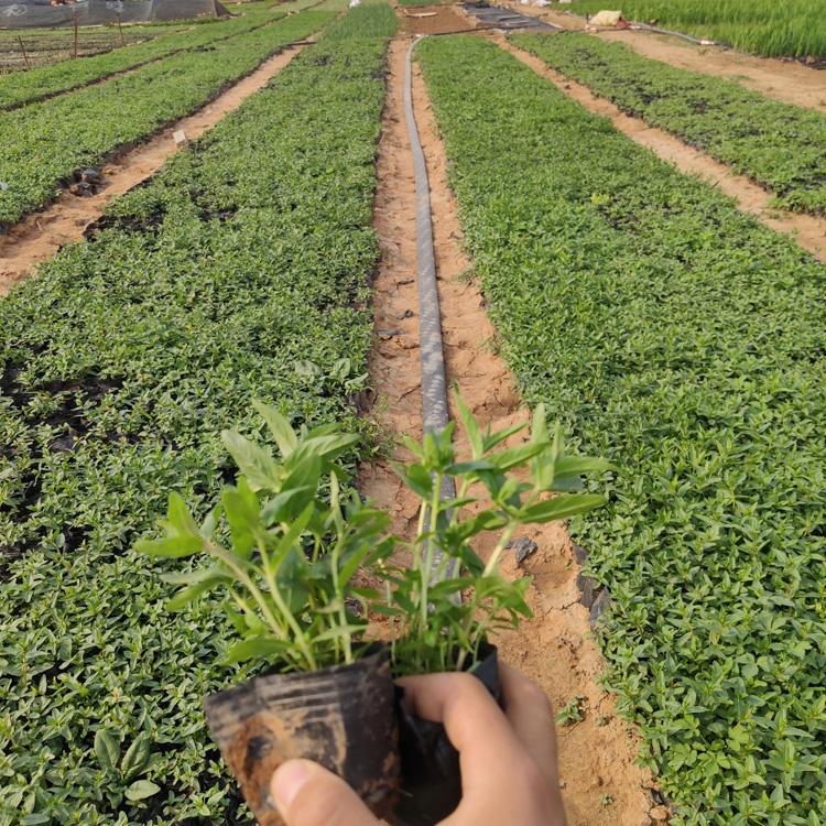 千屈菜杯苗 千屈菜批发价格