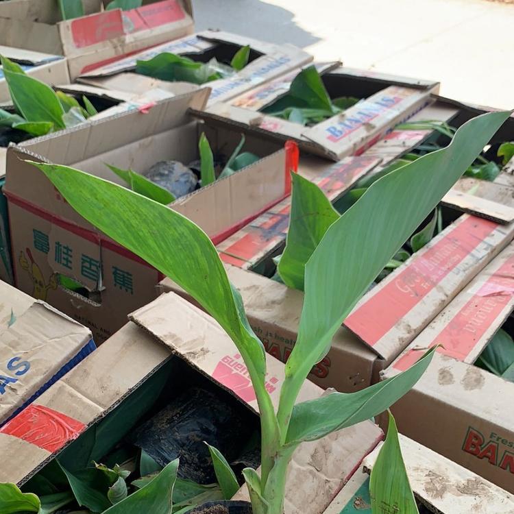 美人蕉培育基地 美人蕉种植基地 美人蕉花海工程用苗