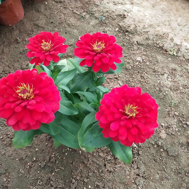 百日草种植基地   百日草供应商  山东百日草价格