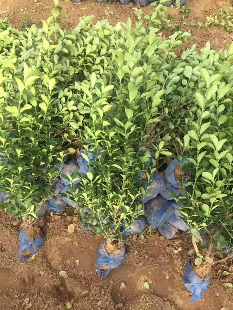 大叶黄杨小苗  大叶黄杨培育基地 绿化植物