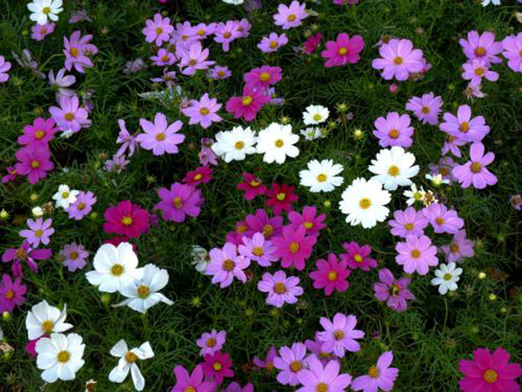 波斯菊种植基地 东田花卉 大量批发波斯菊小苗