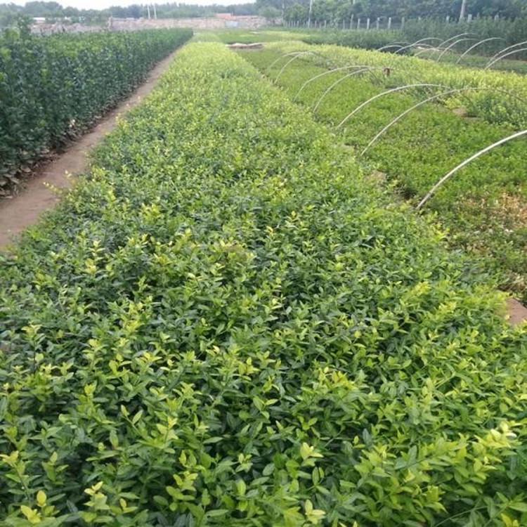扶芳藤价格 基地扶芳藤直供