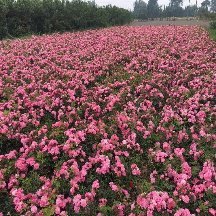观赏花月季  月季花价格 大花月季出售