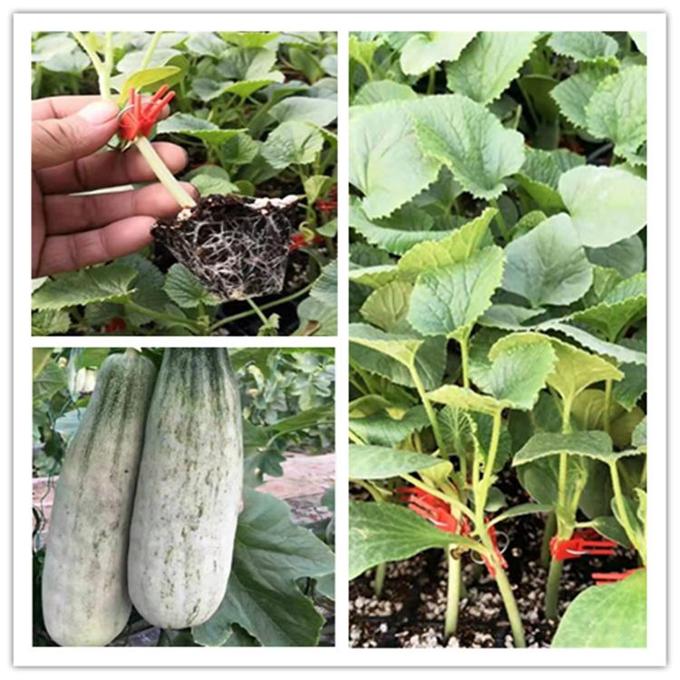 温室大棚种植羊角蜜种苗果型大口感好   温室大棚种植羊角蜜种苗