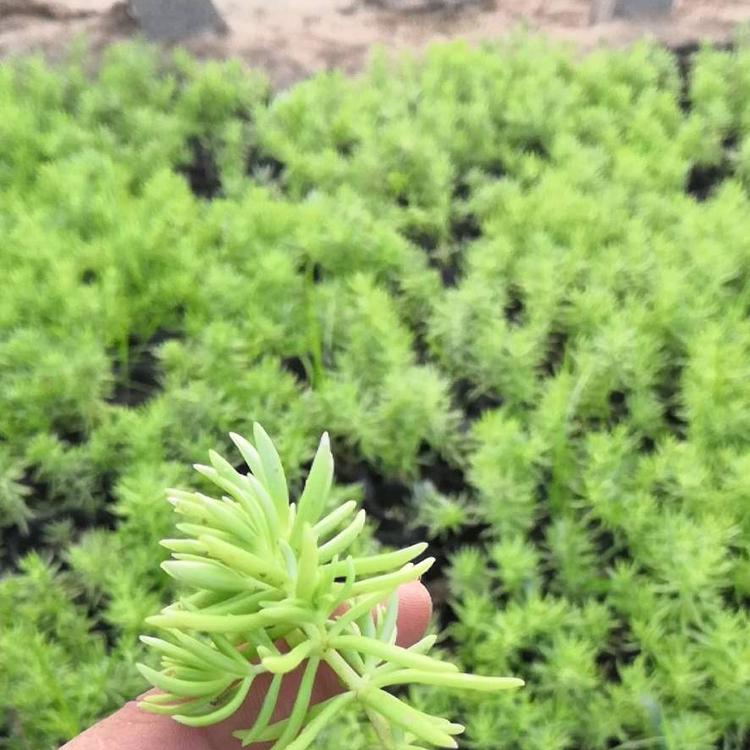 佛甲草天种植基地   欢迎选购