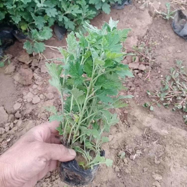 山东青州地被菊种植基地   欢迎选购