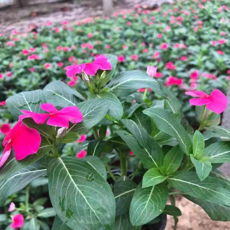 青州双色盆天天开 双色盆天天开种植基地 欢迎咨询