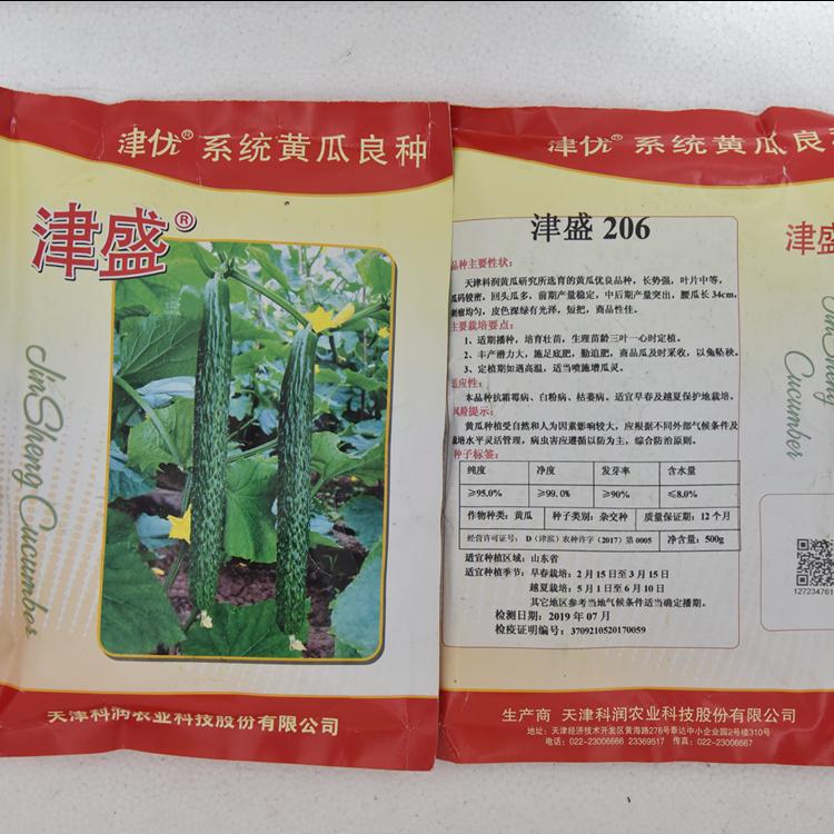 常年出售科润黄瓜种子耐储运 常年出售耐储运