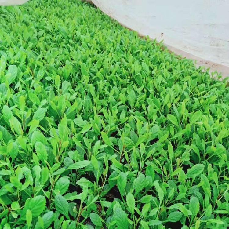 山东青州马鞭草种植基地   欢迎选购