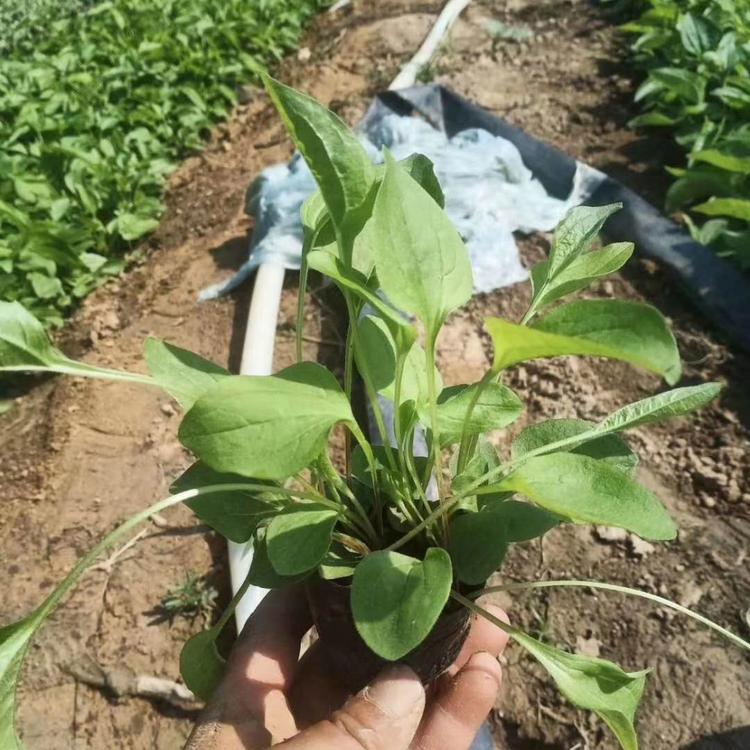 山东青州松果菊种植基地   欢迎选购