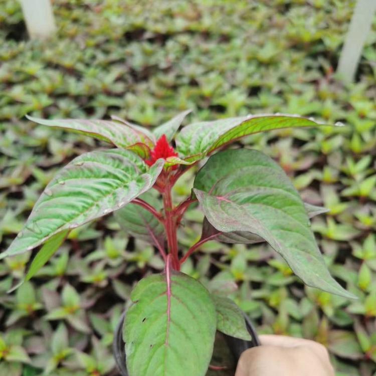 苗圃供应世纪红 世纪红价格 大量供应