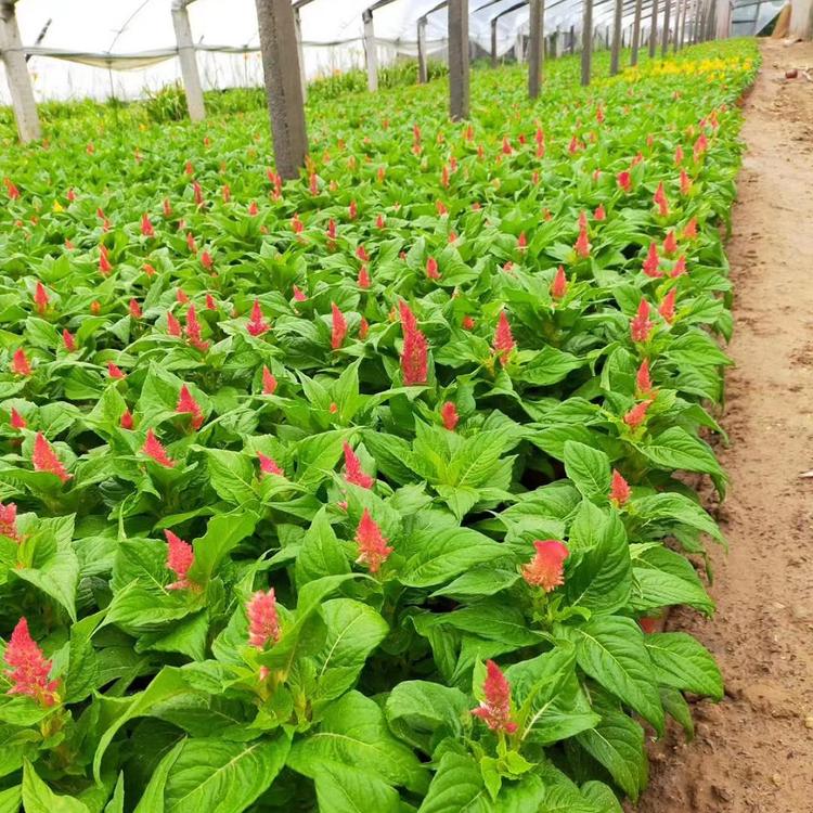 出售世纪红 世纪红种植基地 大量供应