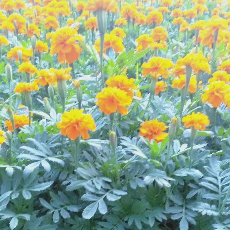 批发孔雀草 孔雀草培育基地 批发供应