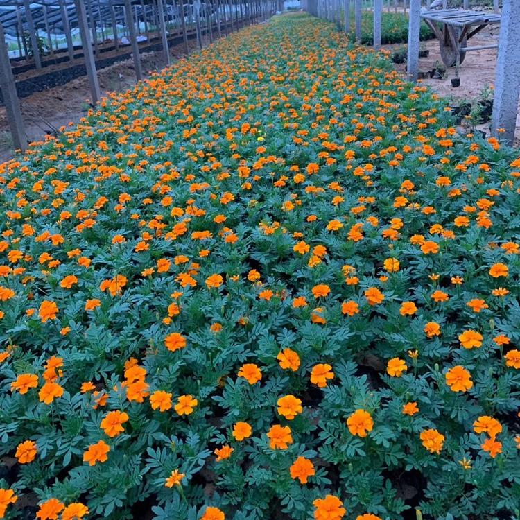 销售孔雀草 孔雀草报价 量大优惠