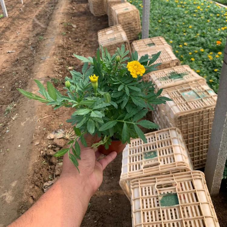 出售孔雀草 孔雀草花苗 苗圃直供