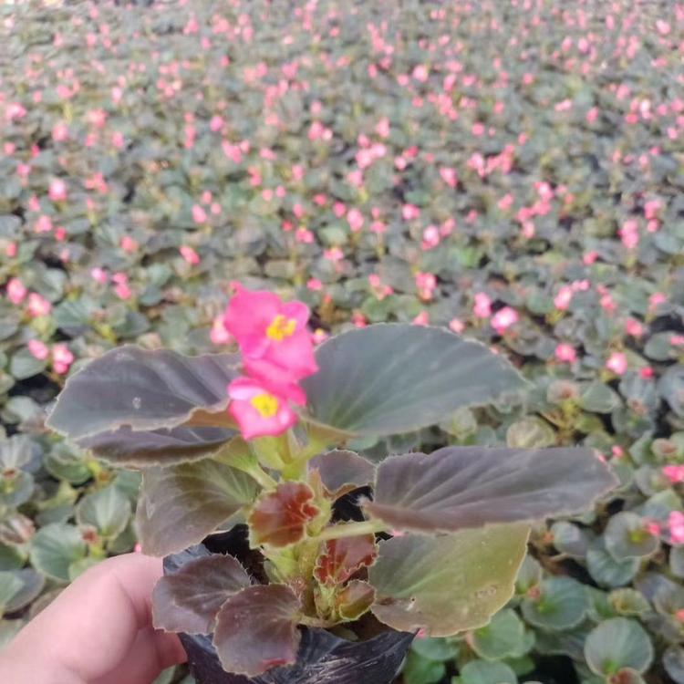 苗圃供应四季海棠四季海棠培育基地