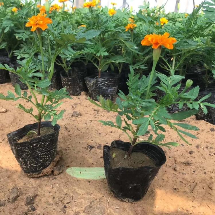 孔雀草 绿化用小苗 种植基地批发报价