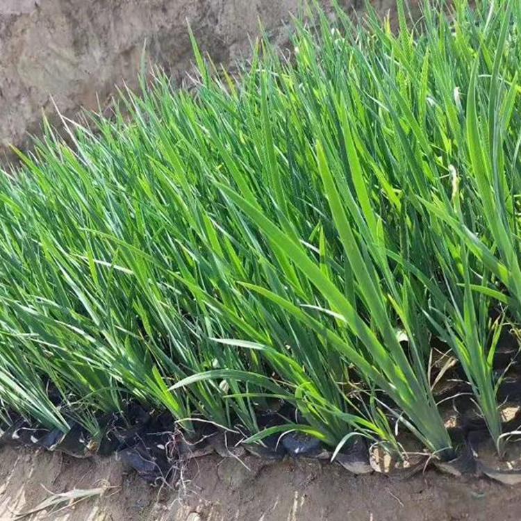 基地出售水生鸢尾 水生鸢尾种植基地 水生鸢尾基地