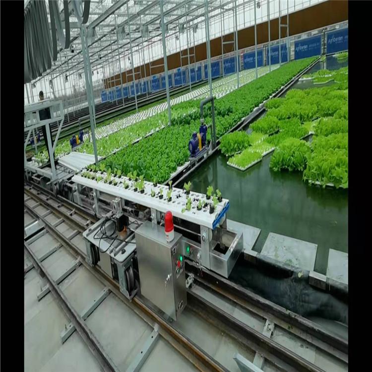 水培叶菜自动化生产系统 水培培叶菜生产系统  无土栽培厂家 信誉至上