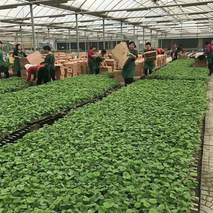 温室大棚直销黄瓜种苗 黄瓜种苗抗TY  抗褪绿 无病虫害 量大从优