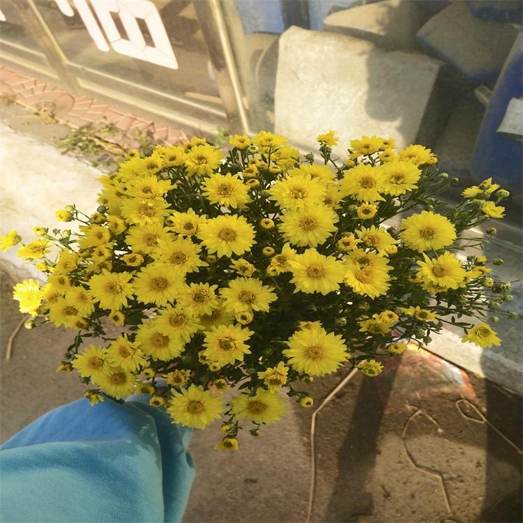 国庆菊 国庆菊组摆 九月菊 菊花价格
