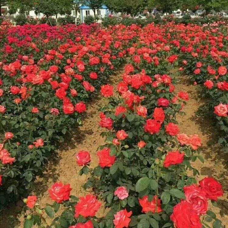 大花月季 山东月季基地 月季销售 苗圃供应