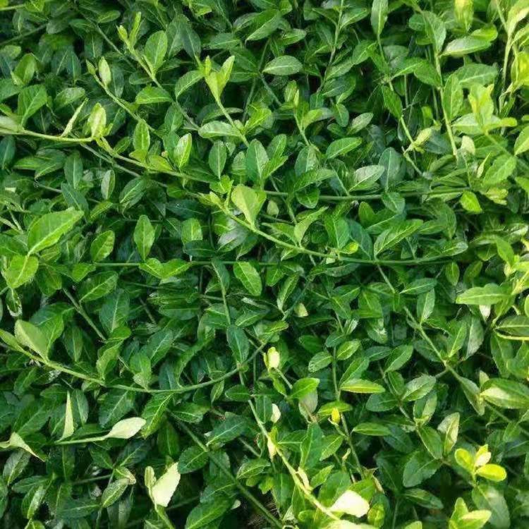 小叶扶芳藤价格 出售小叶扶芳藤 扶芳藤小苗