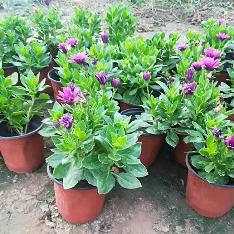 南非万寿菊基地