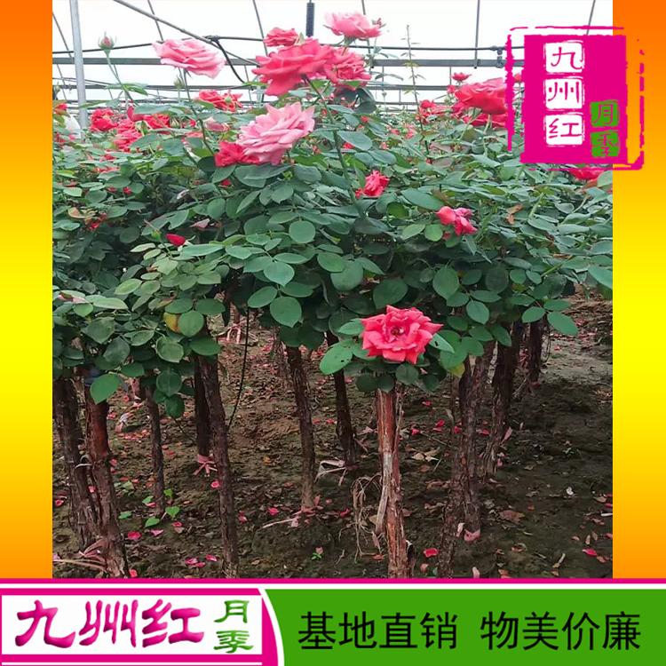 树状月季树批发价格 古桩月季树批发 物美价廉欢迎订购